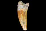 Fossil Crocodile (Elosuchus) Tooth - Top Quality #81020-1
